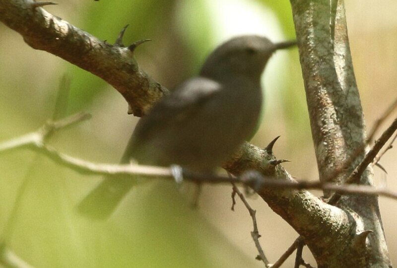 Ashy Antwren (Myrmotherula grisea) photo