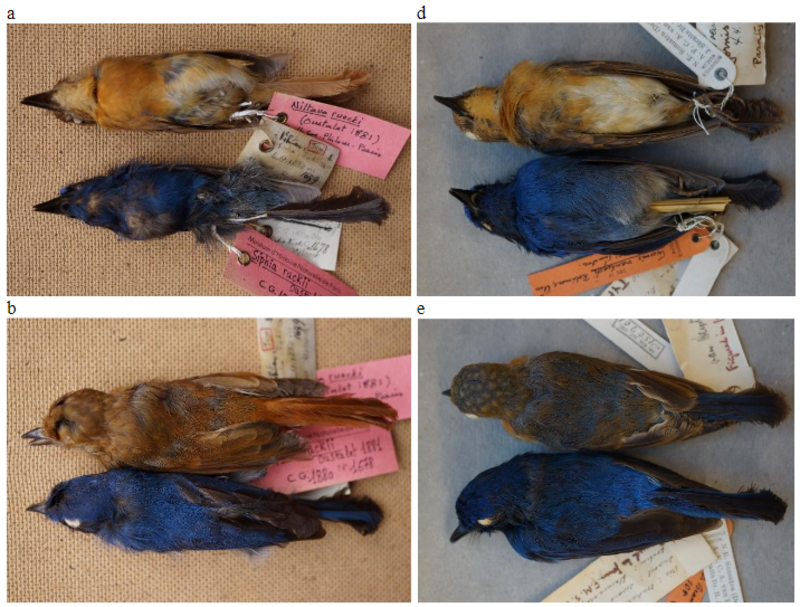 Rück's Blue Flycatcher (Cyornis ruckii) photo