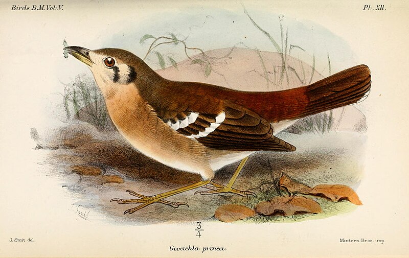 Gray Ground-Thrush (Geokichla princei) photo