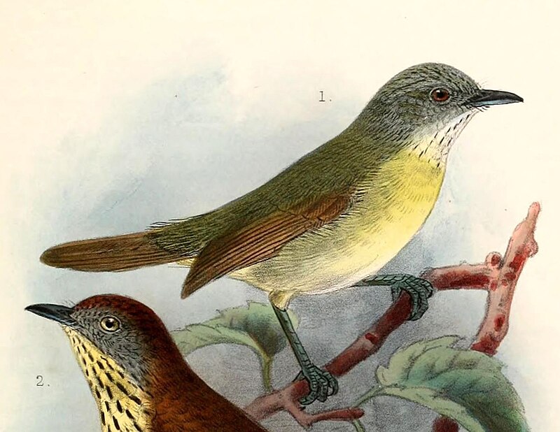 Kangean Tit-Babbler (Mixornis prillwitzi) photo