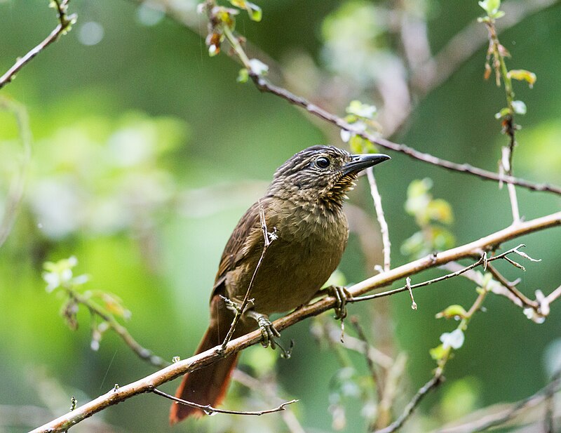 Black-billed Treehunter (Thripadectes melanorhynchus) photo