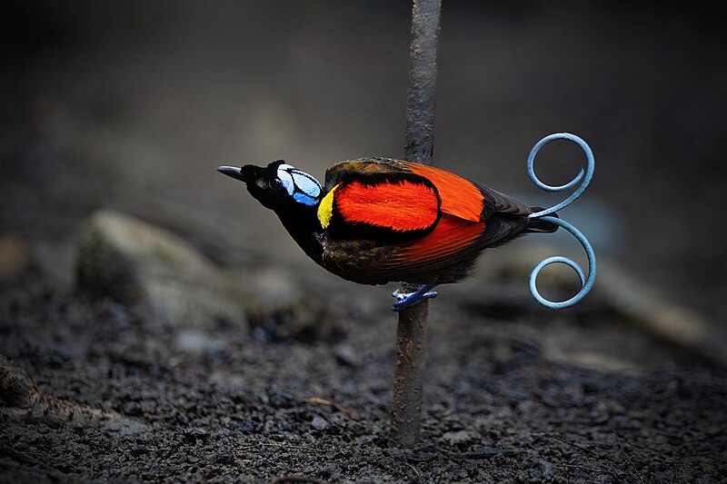 Wilson's Bird-of-Paradise (Diphyllodes respublica) photo