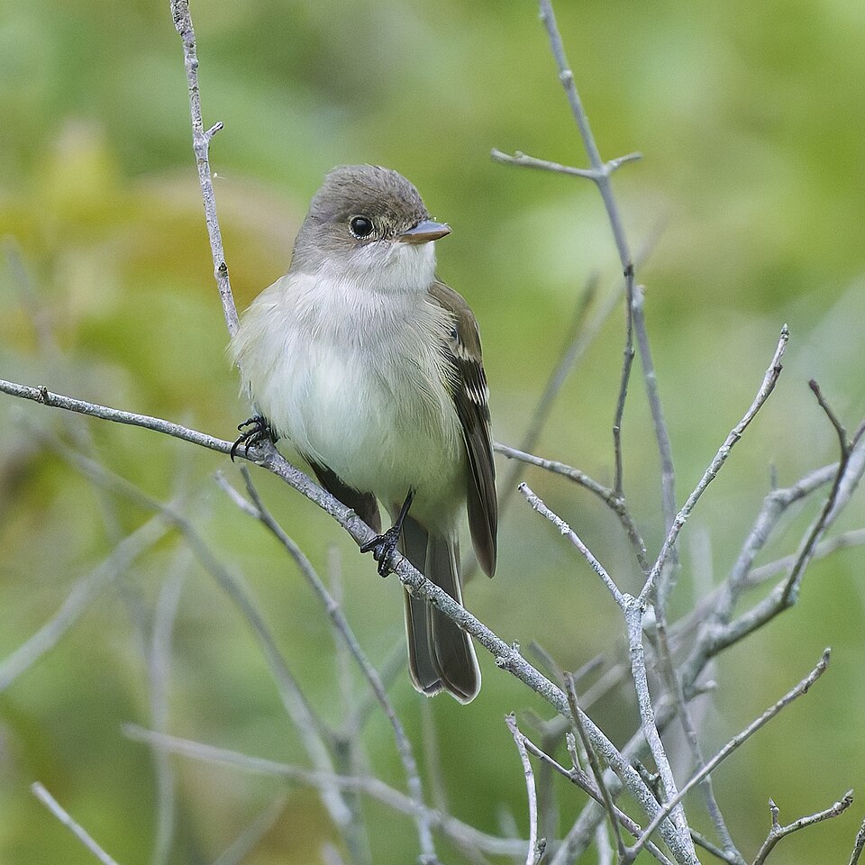 Willow Flycatcher (Empidonax traillii)