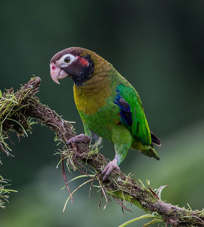 Brown-hooded Parrot (Pyrilia haematotis) photo