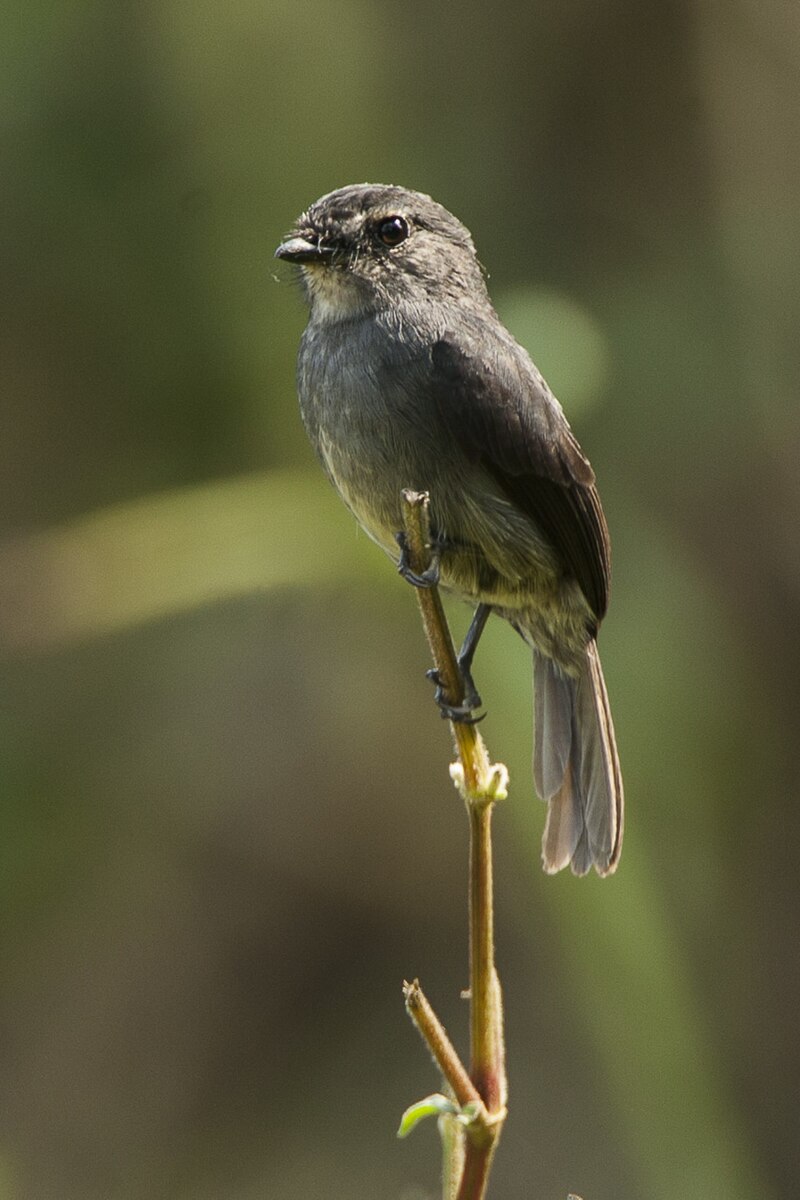 Dusky-blue Flycatcher (Bradornis comitatus) photo