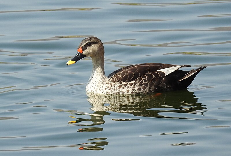 Indian Spot-billed Duck (Anas poecilorhyncha) photo
