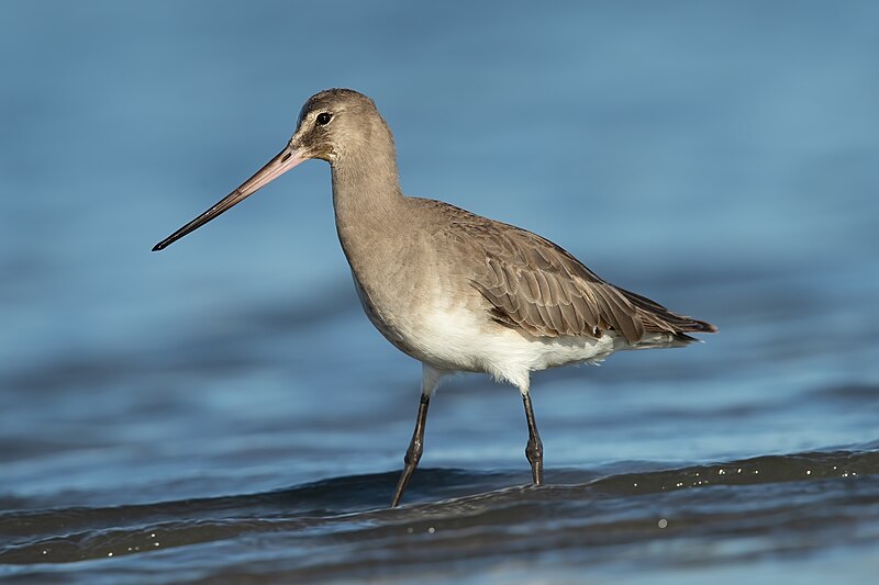 Hudsonian Godwit (Limosa haemastica) photo
