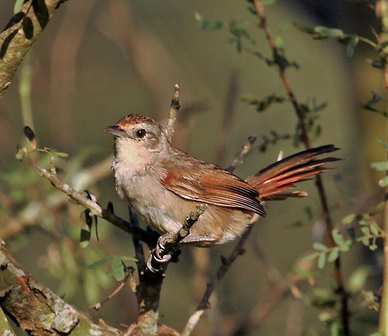 Little Thornbird (Phacellodomus sibilatrix) photo