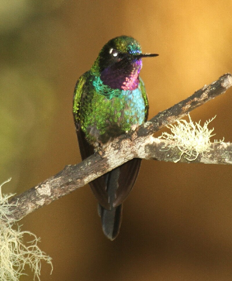 Purple-throated Sunangel (Heliangelus viola) photo