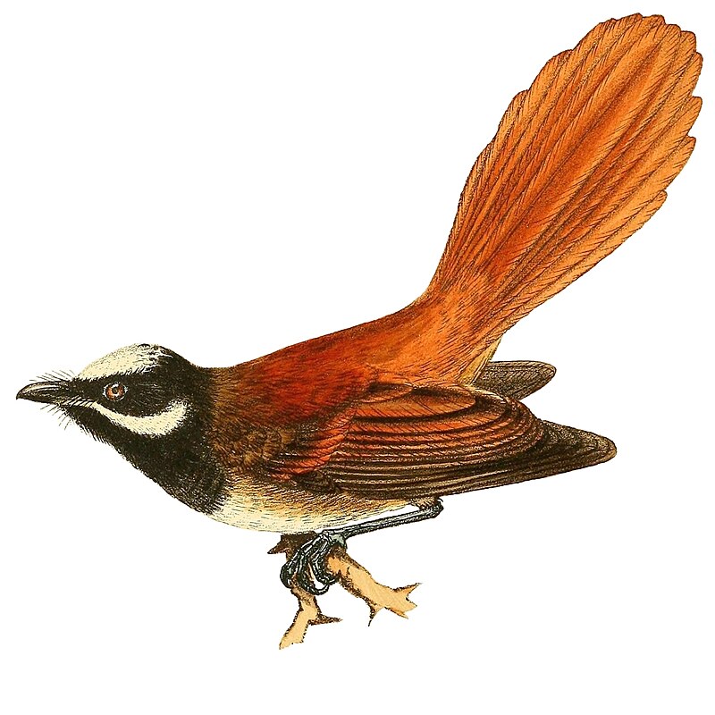 Mussau Fantail (Rhipidura matthiae) photo