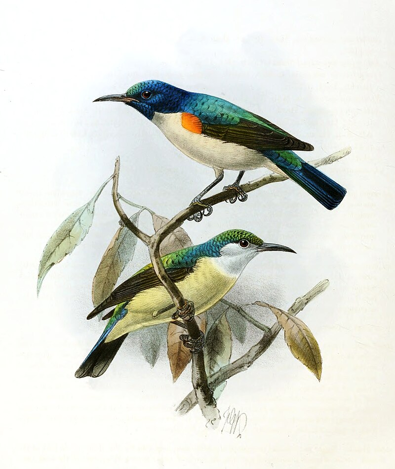 Violet-tailed Sunbird (Anthreptes aurantius) photo