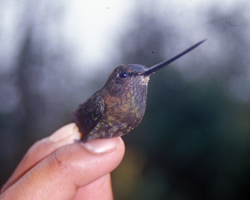Green-fronted Lancebill (Doryfera ludovicae) photo
