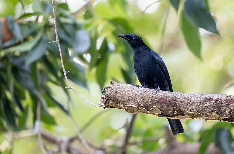 Blackish Cuckooshrike (Edolisoma coerulescens) photo
