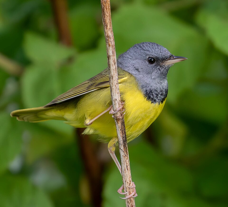 Mourning Warbler (Geothlypis philadelphia)