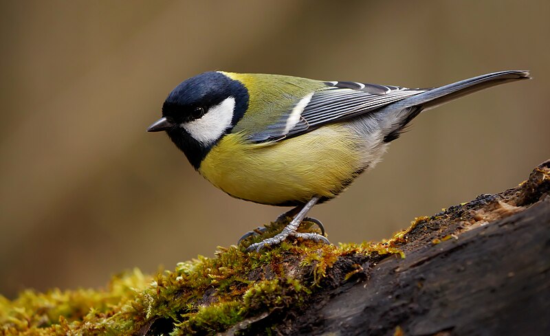 Great Tit (Parus major) photo