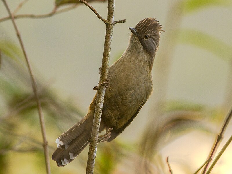 Hoary-throated Barwing (Actinodura nipalensis) photo