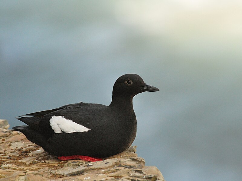 Pigeon Guillemot (Cepphus columba) photo