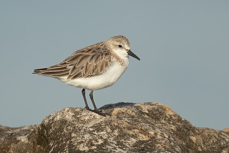 Red-necked Stint (Calidris ruficollis) photo