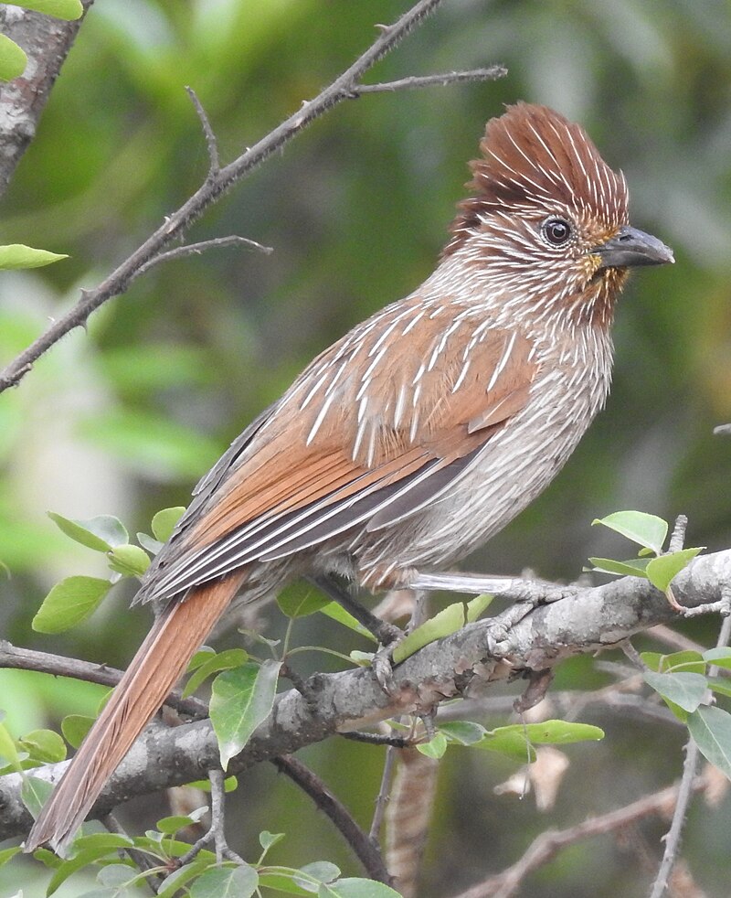 Striated Laughingthrush (Grammatoptila striata) photo