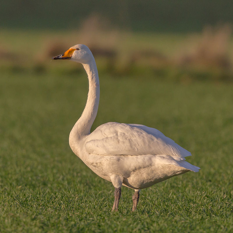 Whooper Swan (Cygnus cygnus) photo