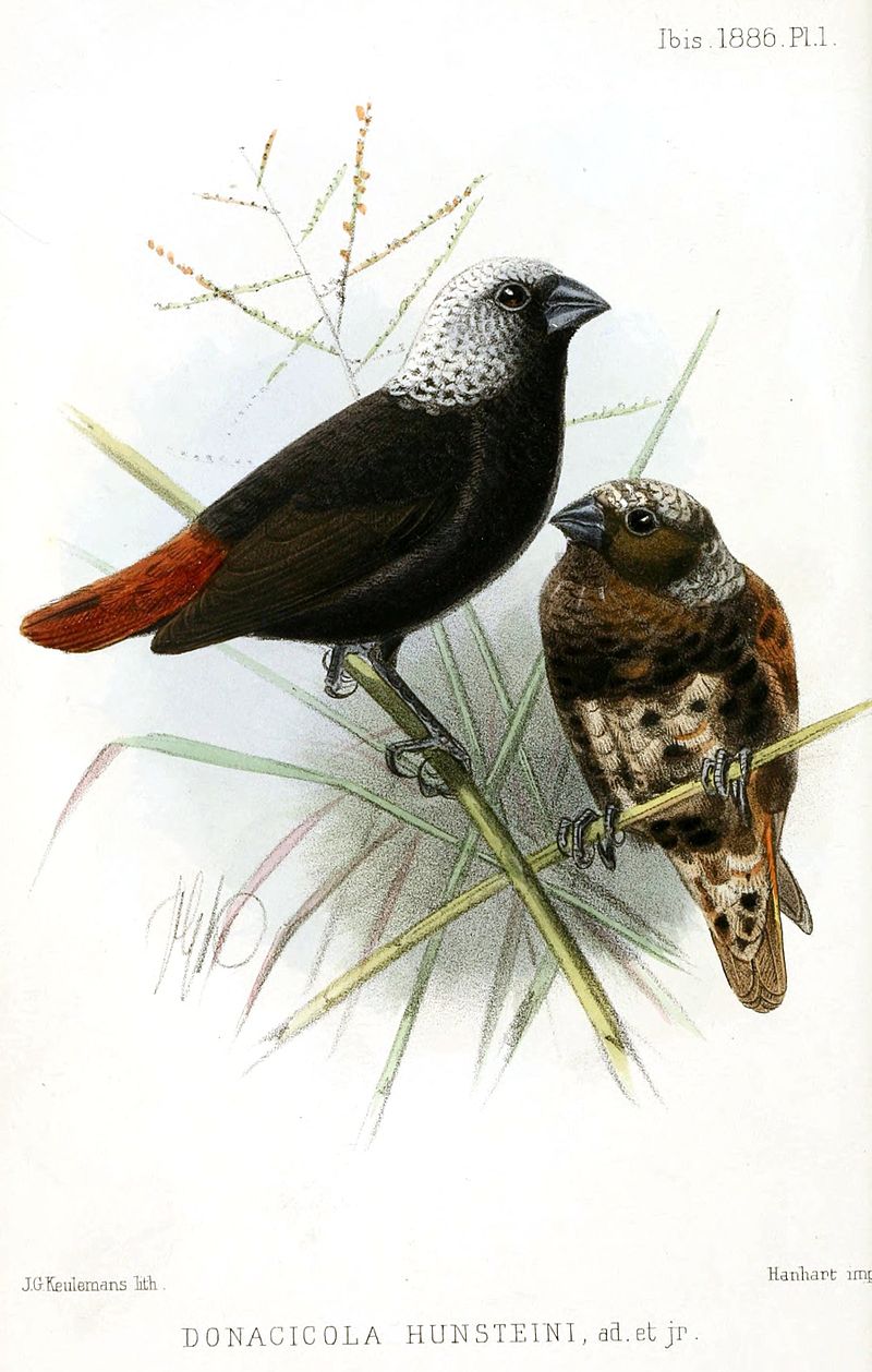 Mottled Munia (Lonchura hunsteini) photo