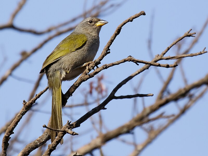 Pale-throated Pampa-Finch (Embernagra longicauda) photo