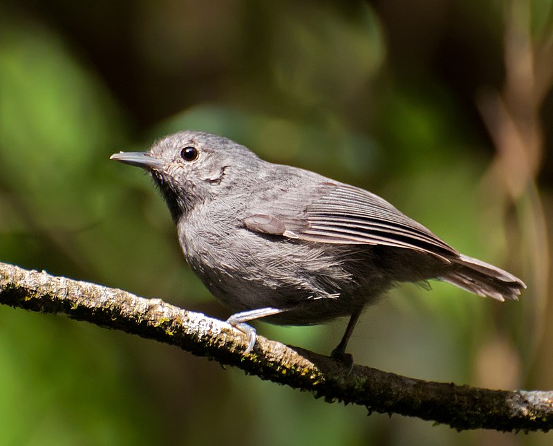 Unicolored Antwren (Myrmotherula unicolor) photo