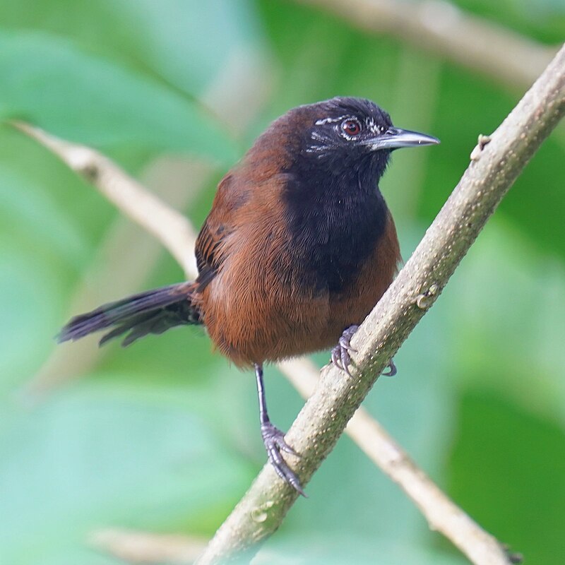 Black-throated Wren (Pheugopedius atrogularis) photo
