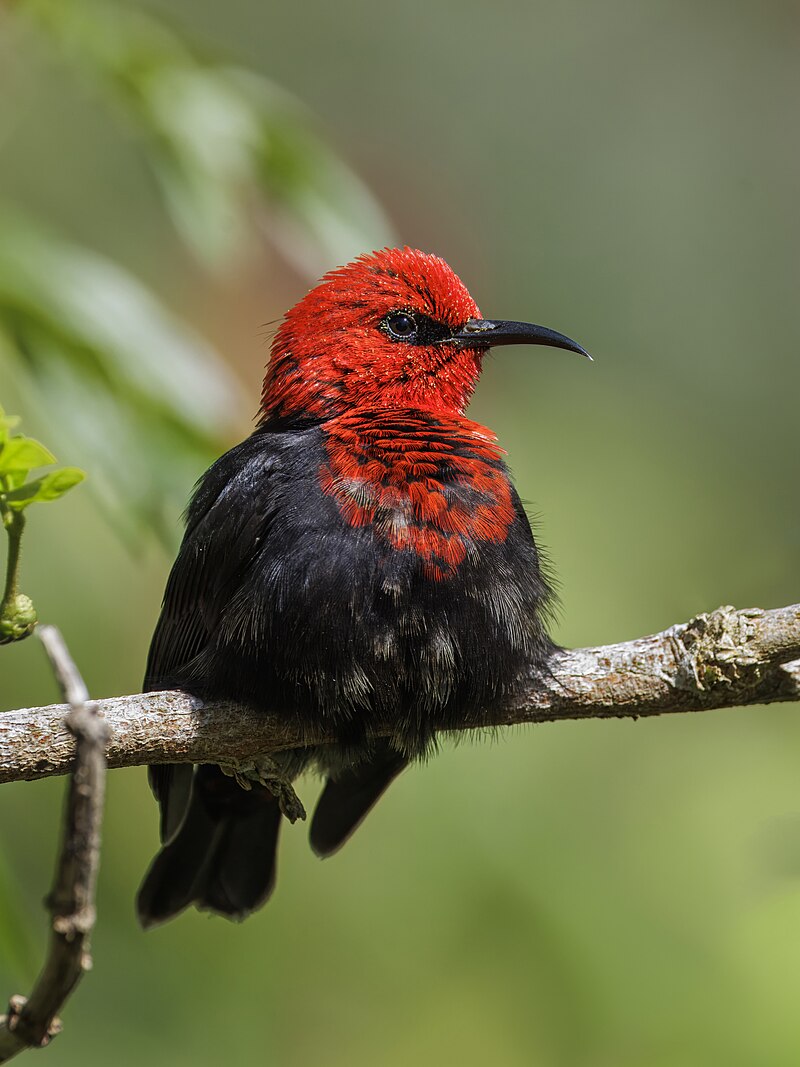 Samoan Myzomela (Myzomela nigriventris) photo