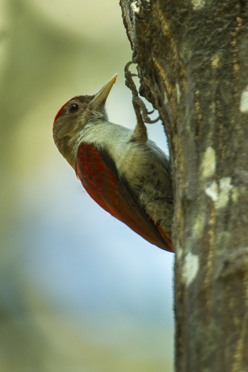 Scarlet-backed Woodpecker (Veniliornis callonotus) photo
