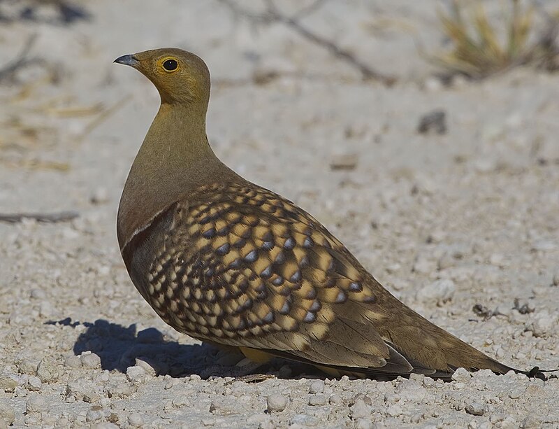 Namaqua Sandgrouse (Pterocles namaqua) photo