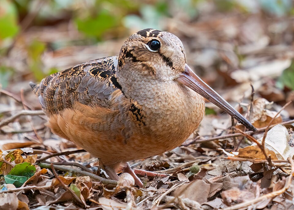 American Woodcock (Scolopax minor)