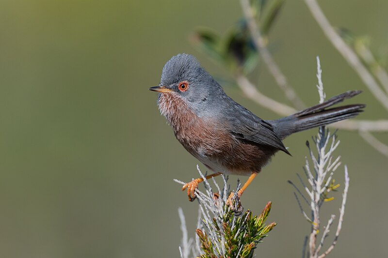 Dartford Warbler (Curruca undata) photo