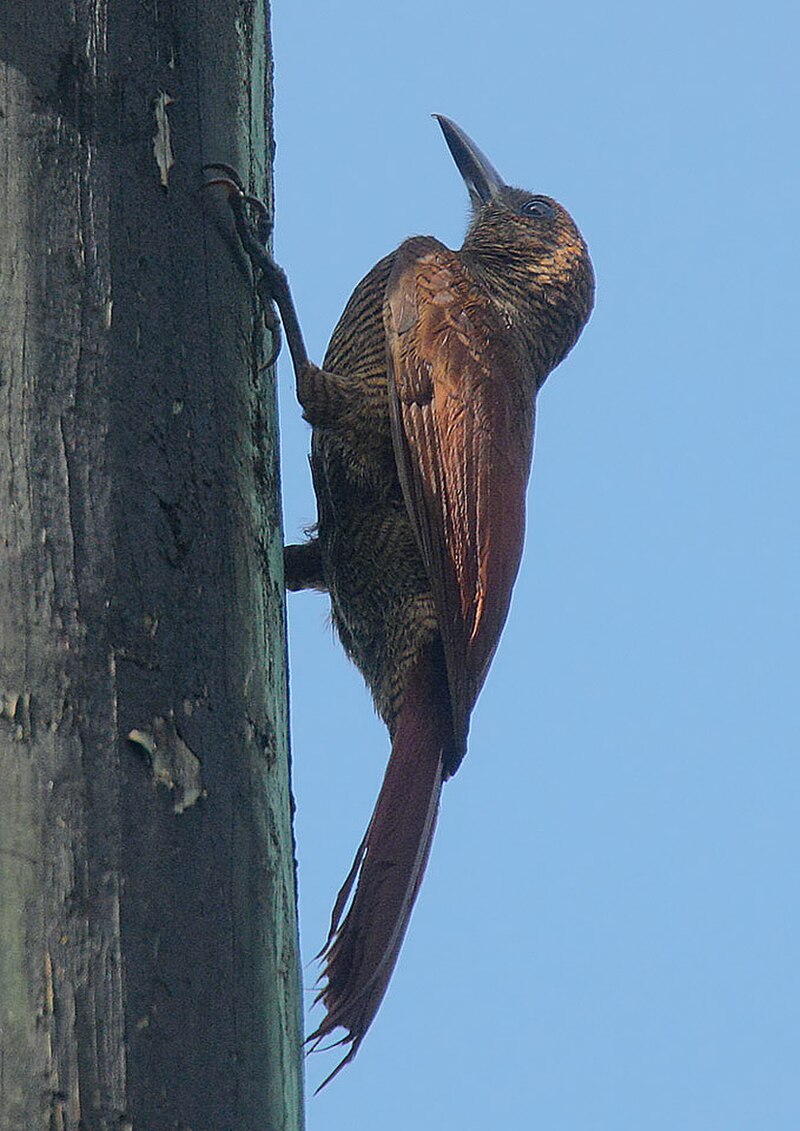 Northern Barred-Woodcreeper (Dendrocolaptes sanctithomae) photo