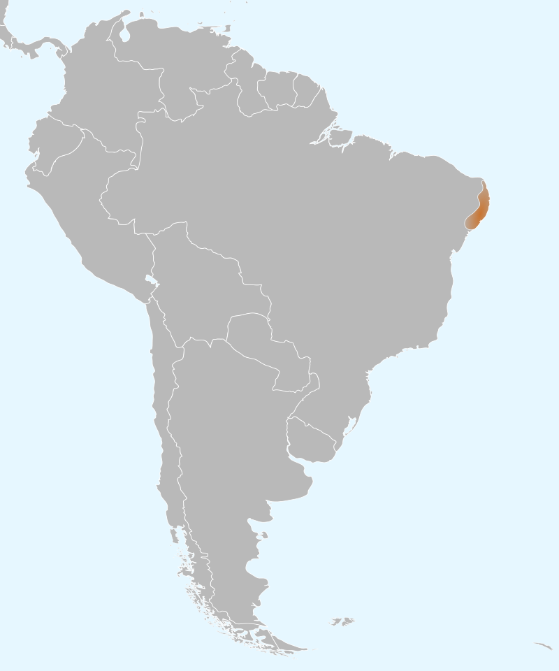 Pernambuco Pygmy-Owl (Glaucidium mooreorum) photo