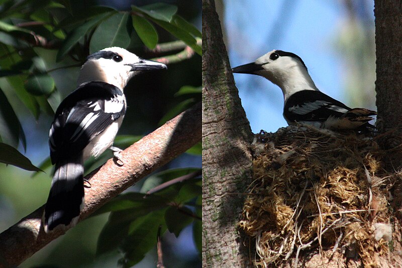Hook-billed Vanga (Vanga curvirostris) photo