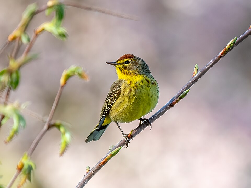Palm Warbler (Setophaga palmarum)