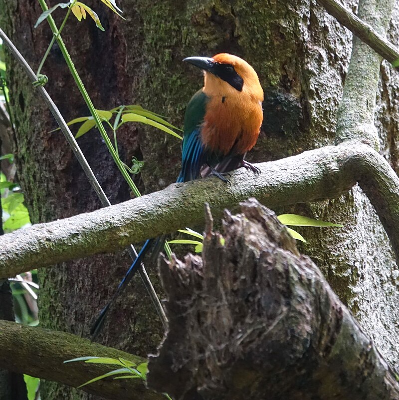Rufous Motmot (Baryphthengus martii) photo