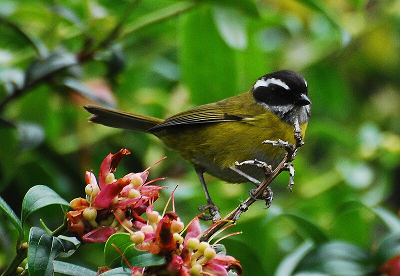 Sooty-capped Chlorospingus (Chlorospingus pileatus) photo