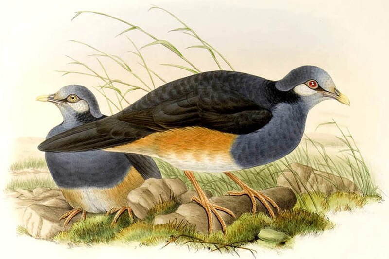 Thick-billed Ground-Pigeon (Trugon terrestris) photo