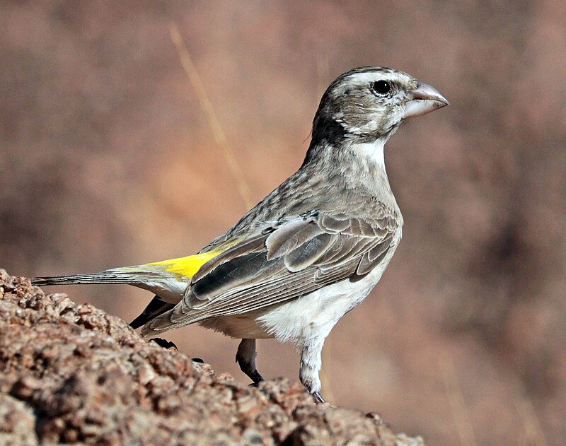White-throated Canary (Crithagra albogularis) photo