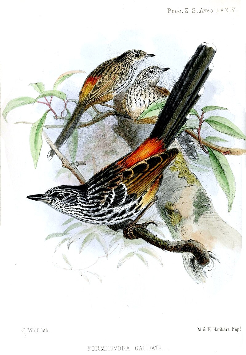 East Andean Antbird (Drymophila caudata) photo