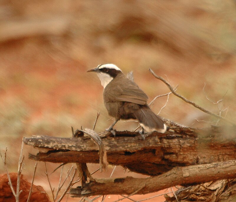 Hall's Babbler (Pomatostomus halli) photo