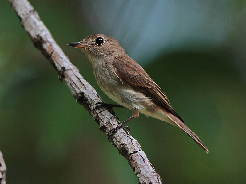 Brown-streaked Flycatcher (Muscicapa williamsoni) photo