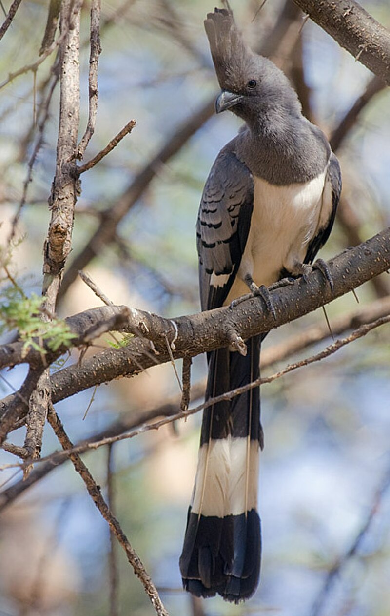 White-bellied Go-away-bird (Crinifer leucogaster) photo