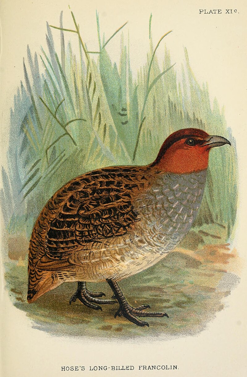 Dulit Partridge (Rhizothera dulitensis) photo