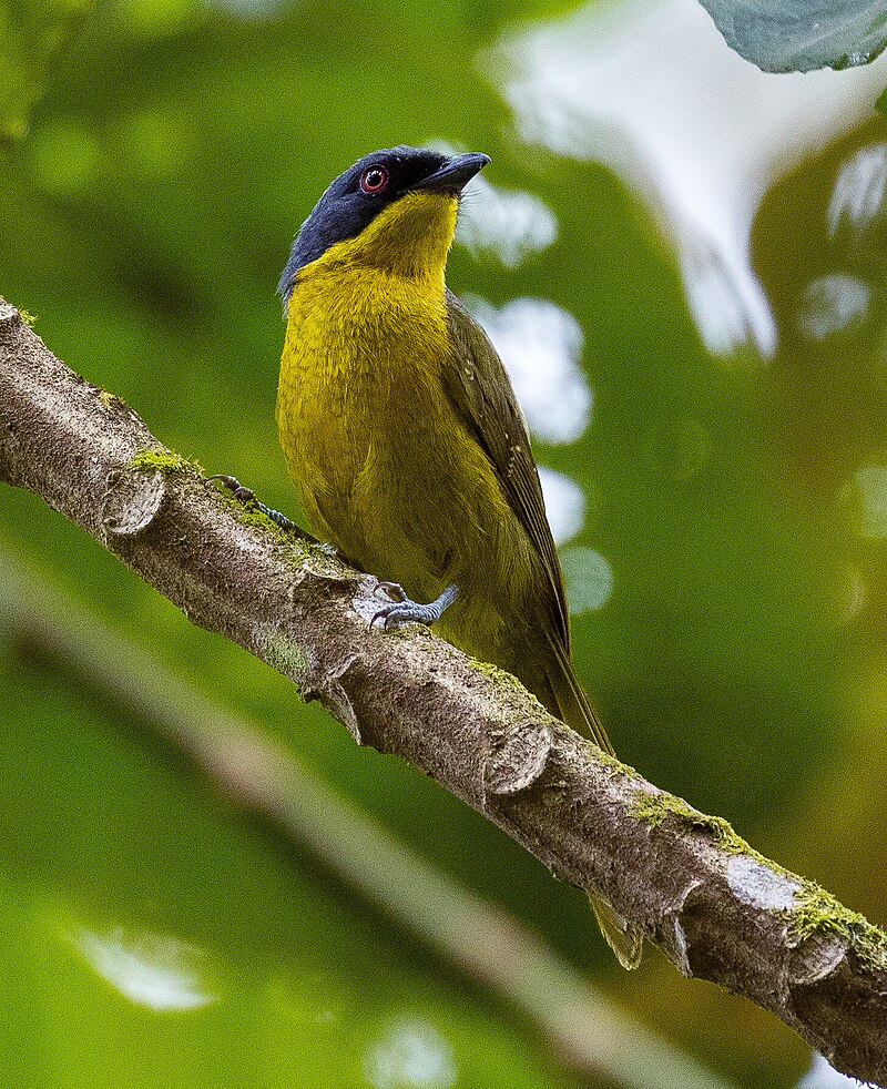 Black-fronted Bushshrike (Chlorophoneus nigrifrons) photo