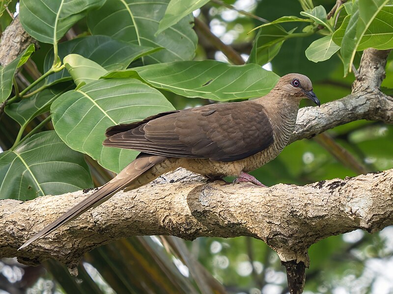 Flores Sea Cuckoo-Dove (Macropygia macassariensis) photo