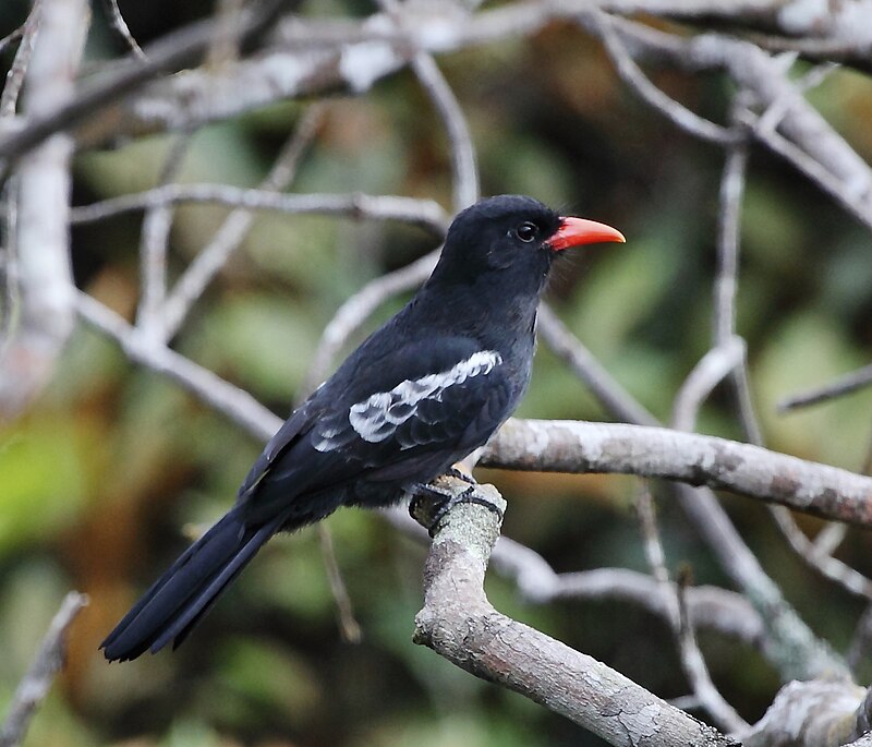 Black Nunbird (Monasa atra) photo