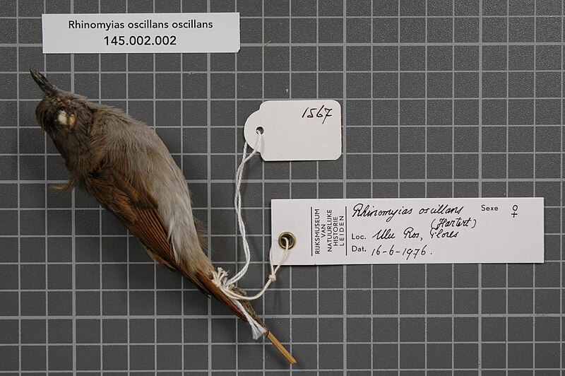 Flores Jungle Flycatcher (Eumyias oscillans) photo